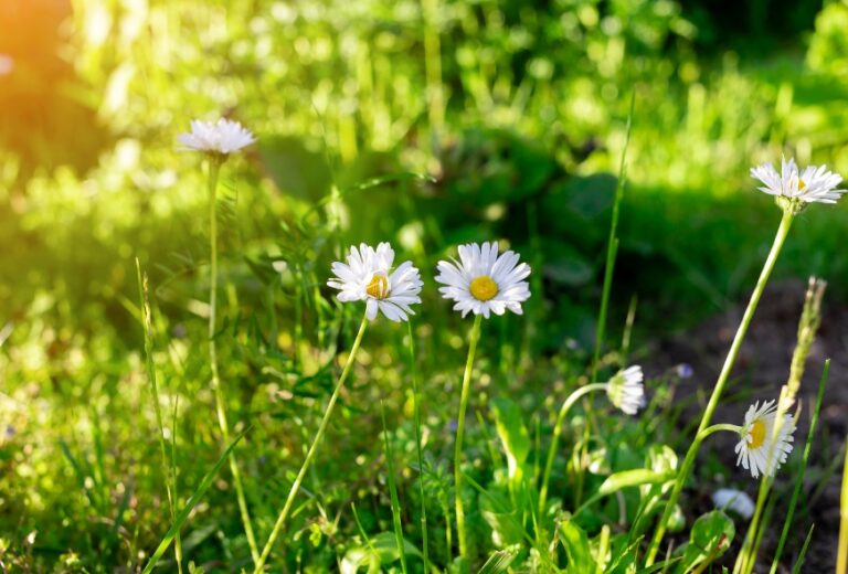 White daisies in front of green background on a sunny day.