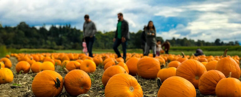 Field of pumpkins with families walking around in the background.