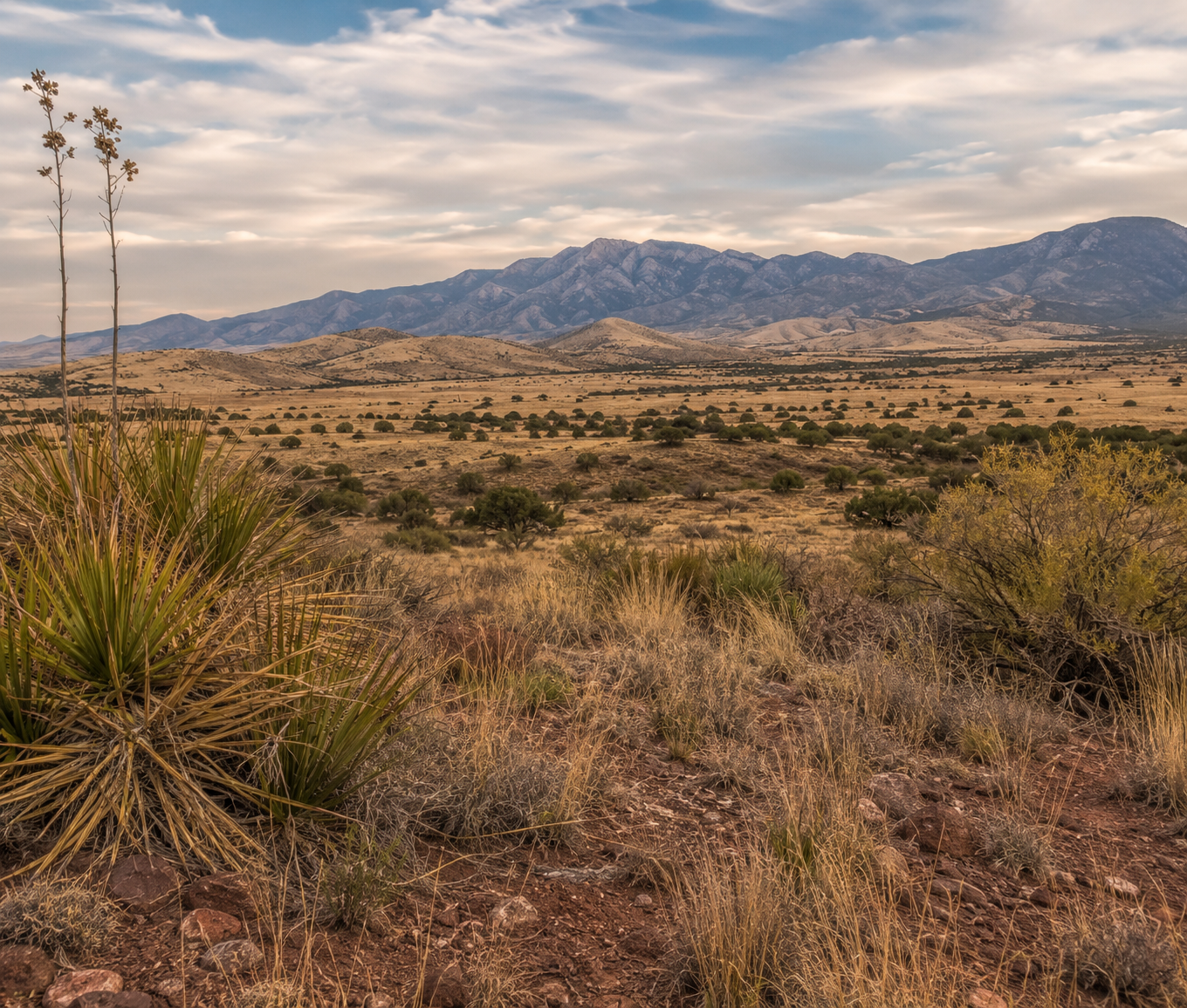 Desert landscape representative of Maricopa County, Arizona