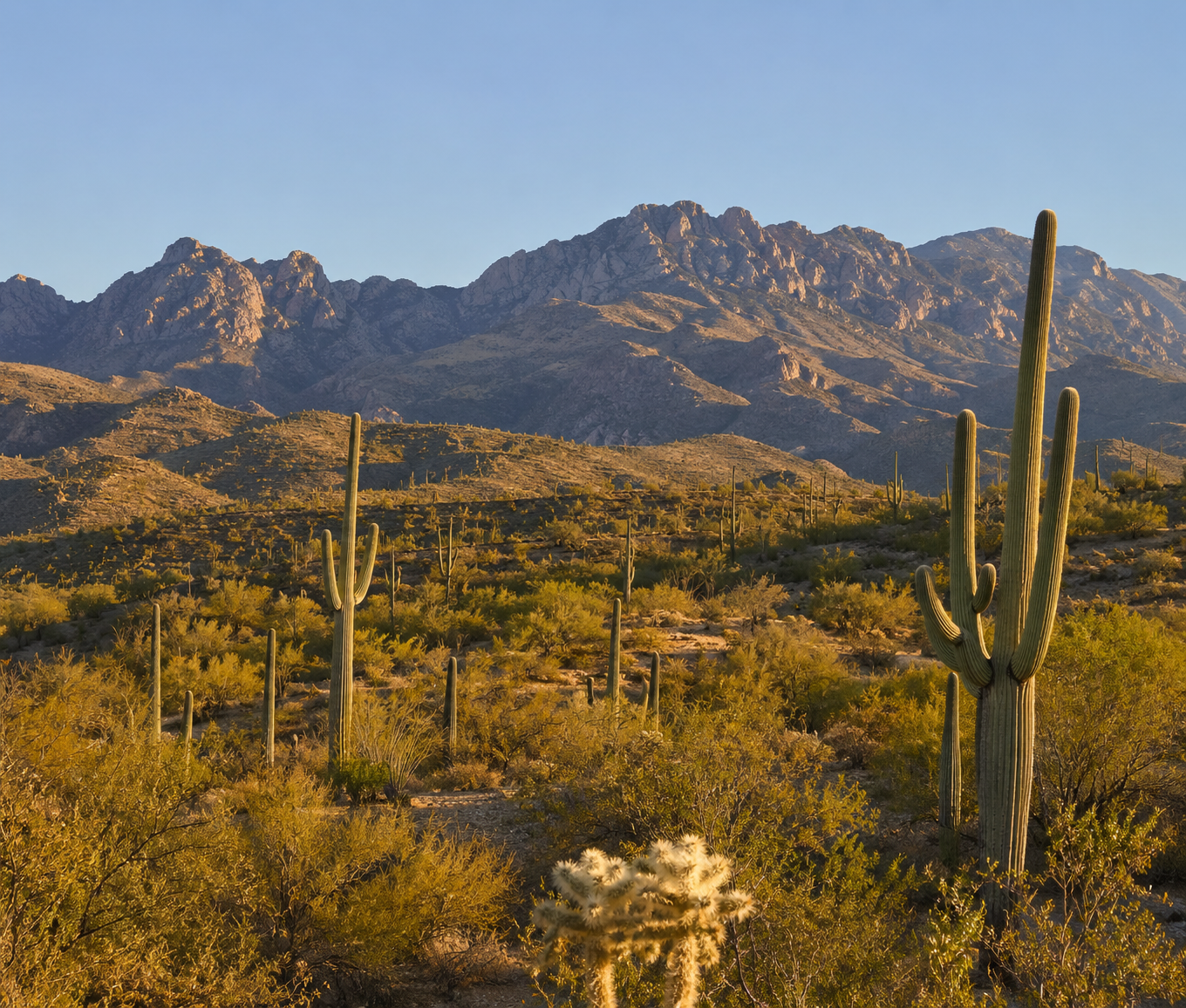 Desert landscape representative of Maricopa County, Arizona
