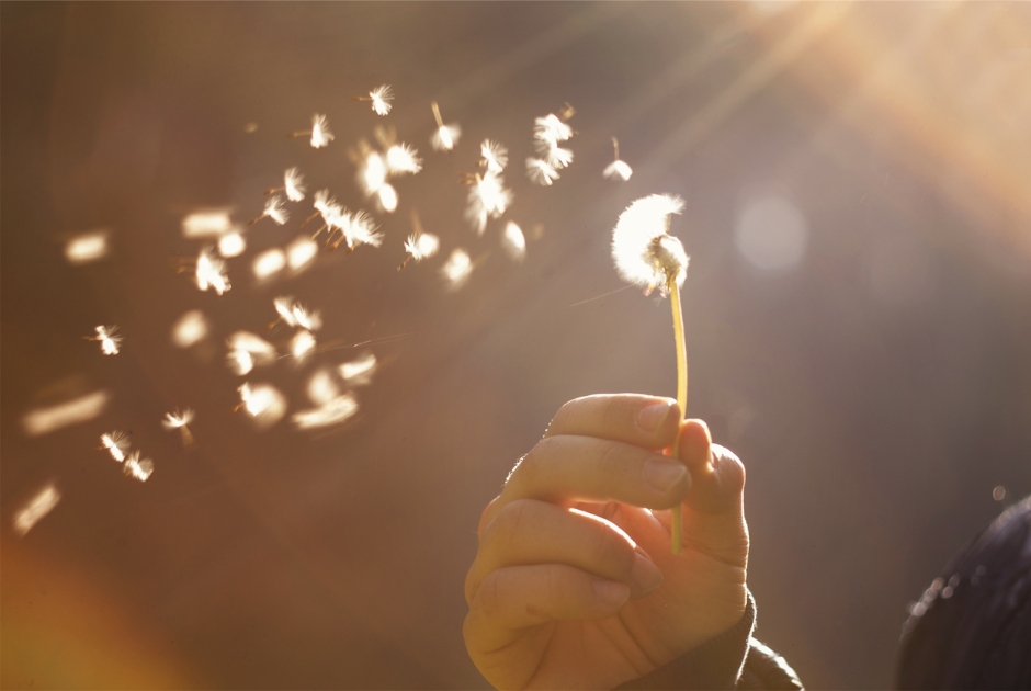 Image of a person blowing the seeds of a dandelion.