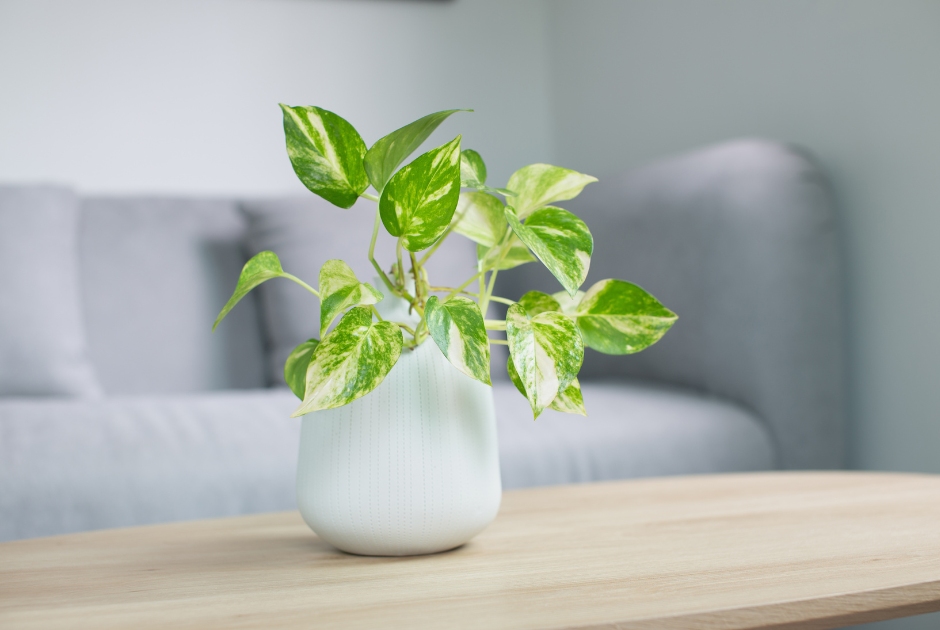 This is an image of a plant sitting on a coffee table.