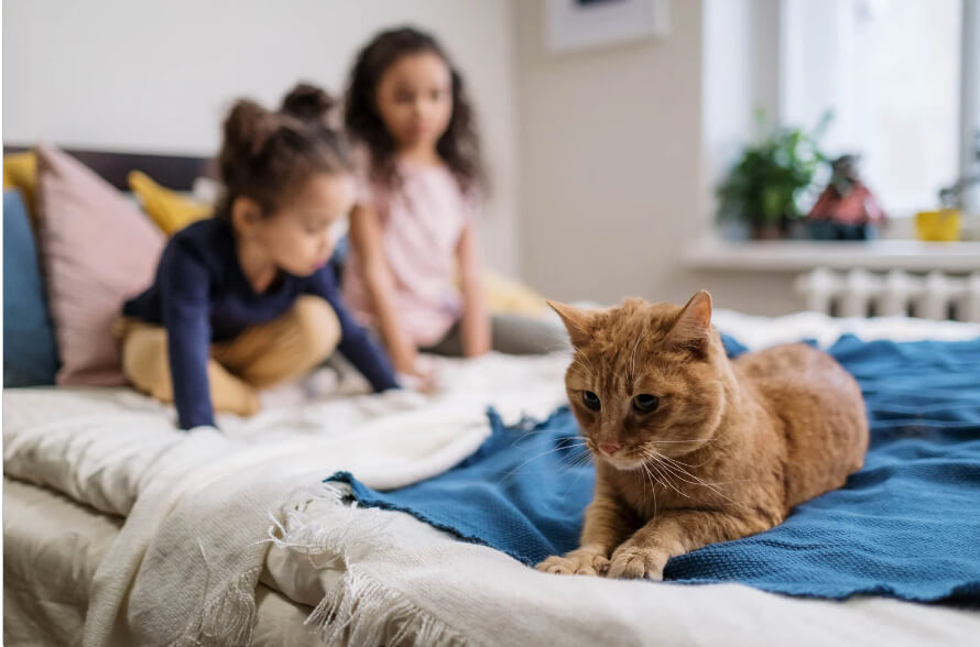 This is an image of two sisters on a bed, with their cat in the foreground.