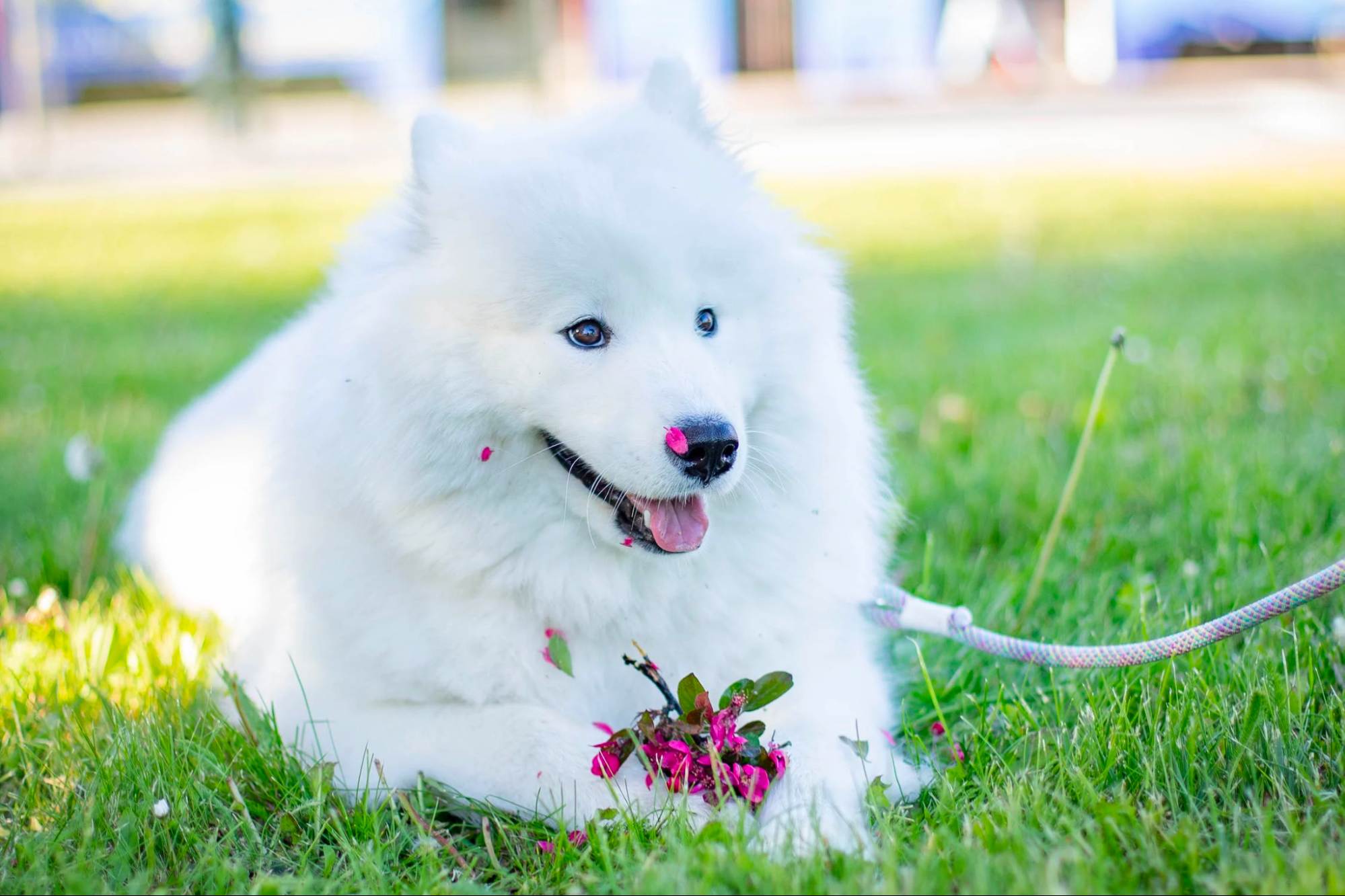 Dog lying in a field with flowers.in front paws