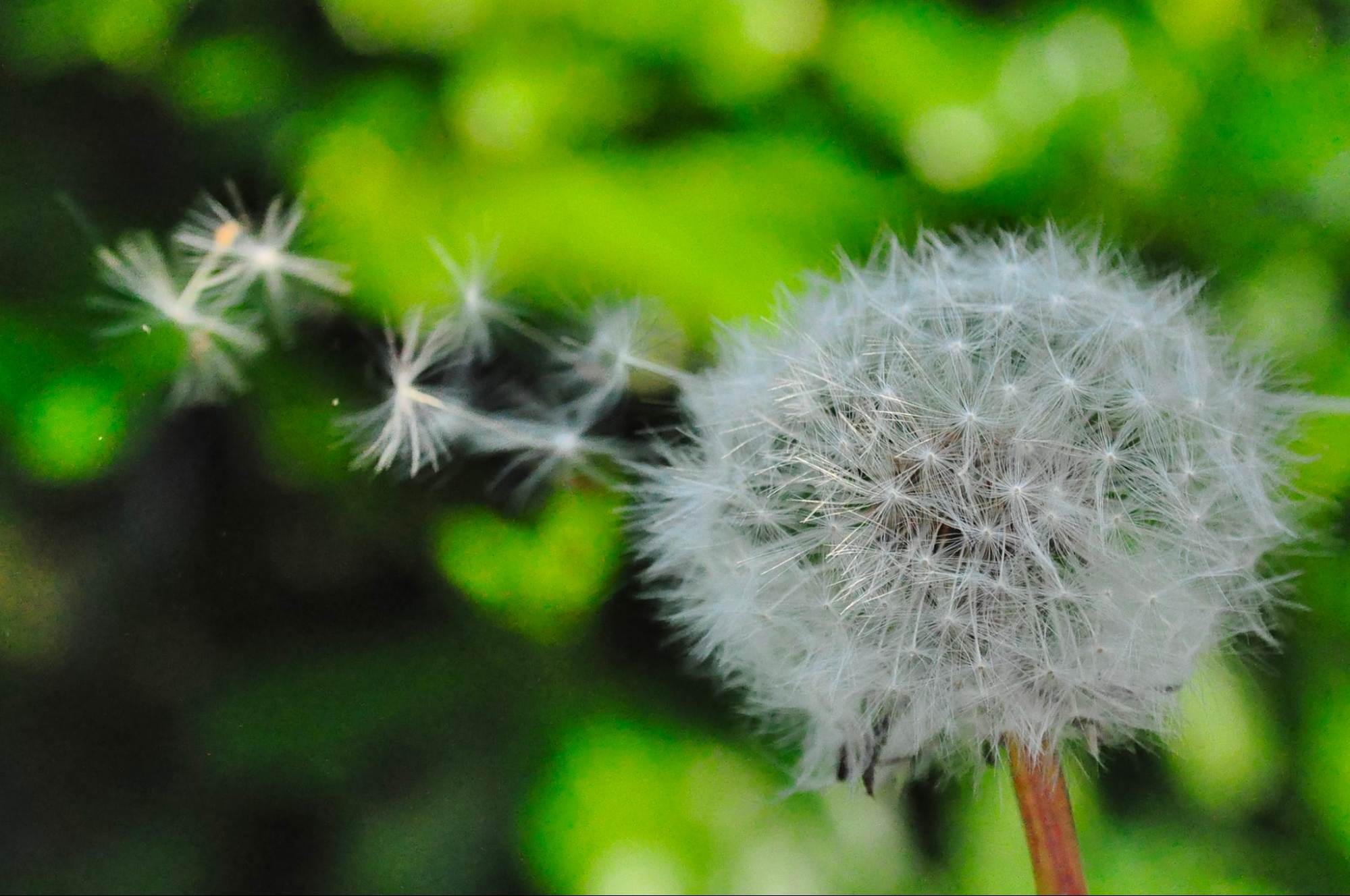 This is an image of dandelion seeds blowing in the wind.