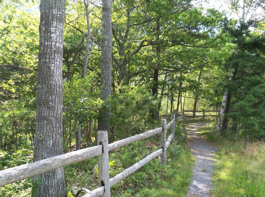 This is an image of a forest trail in springtime.