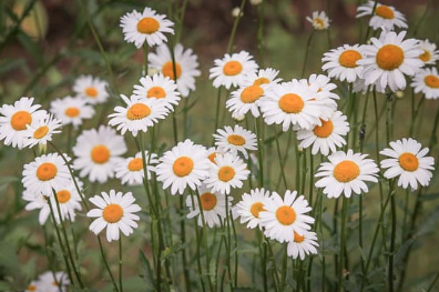 This is a photo of daisies.