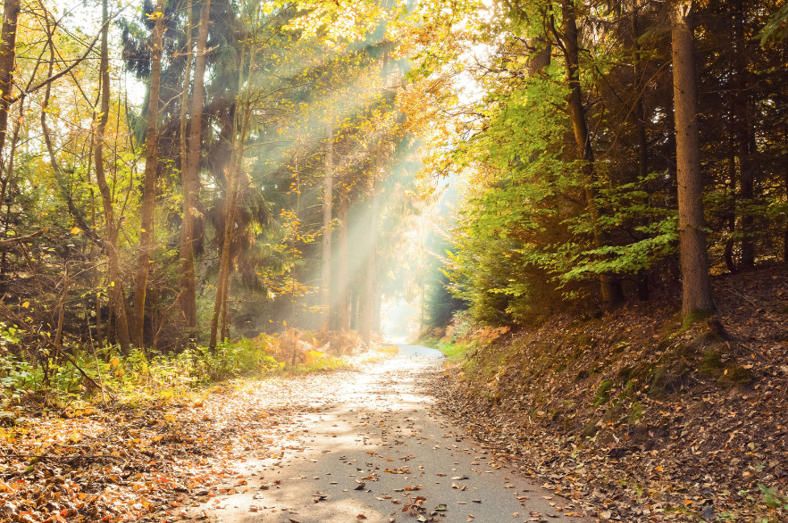 This is an image of a forest path, with a ray of sunshine streaming through.