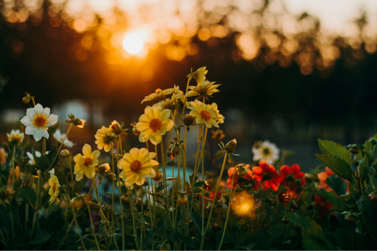 Colorful flowers in front of a beautiful sunset