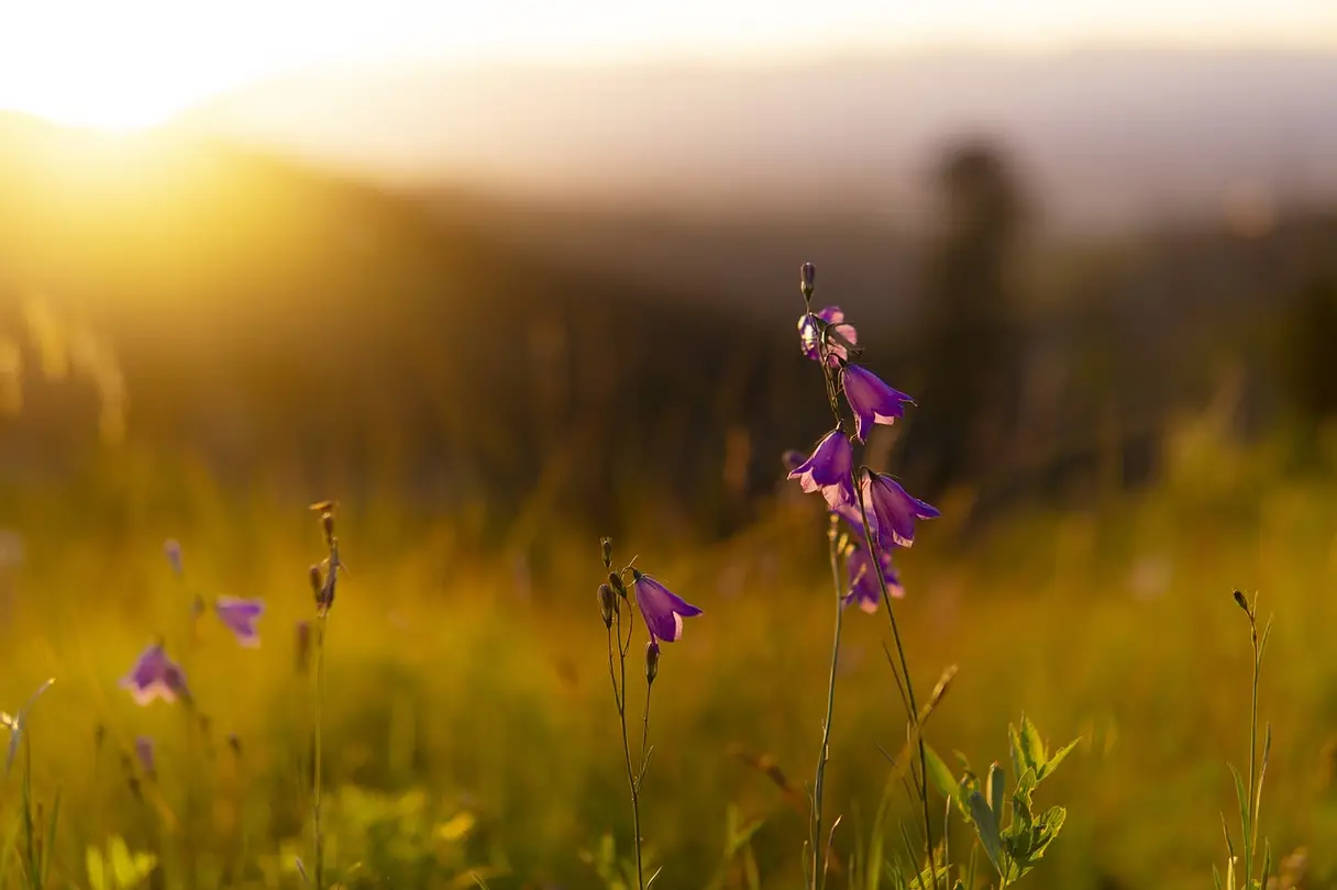 This is an image of flowers in a field at sunset.