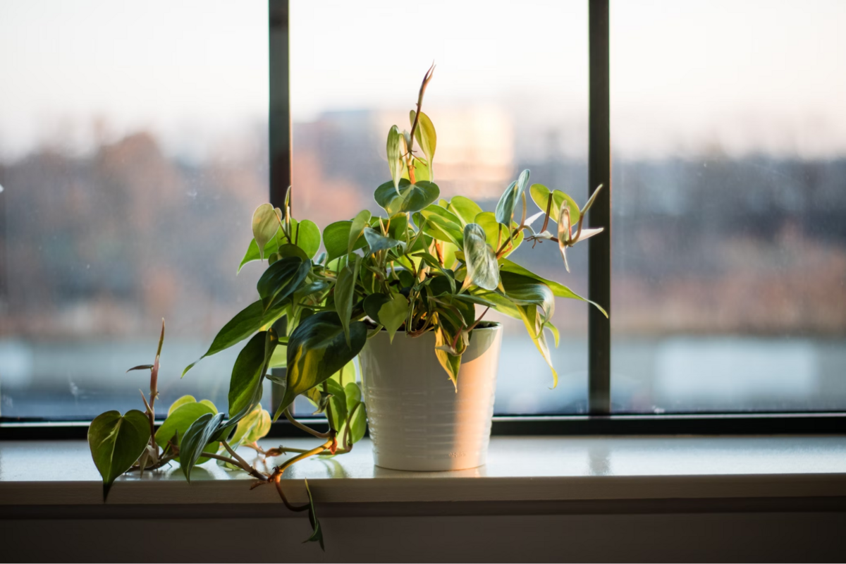 This is an image of a plant sitting on a windowsill.